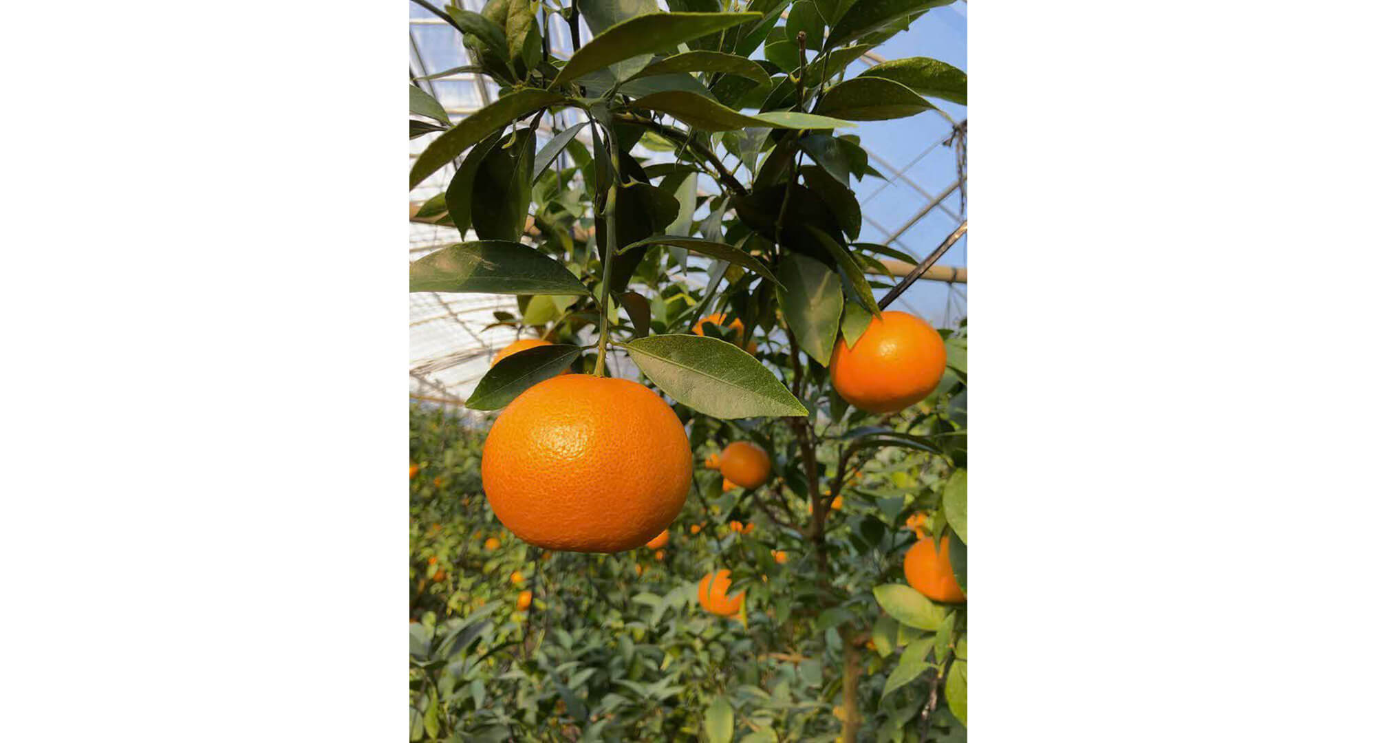 天草で「天草」、おいしさ無双。 その3