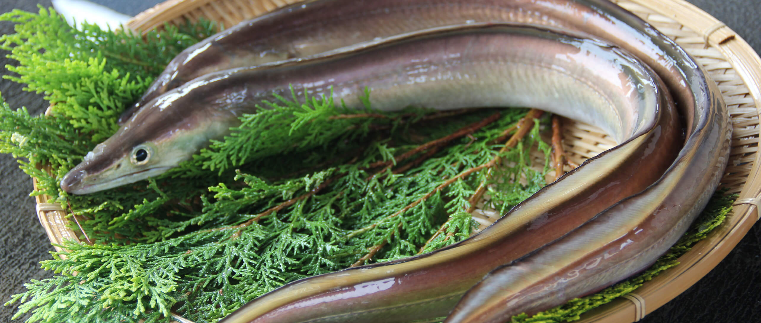 ハモ界のゴールドラッシュ、ここにあり！